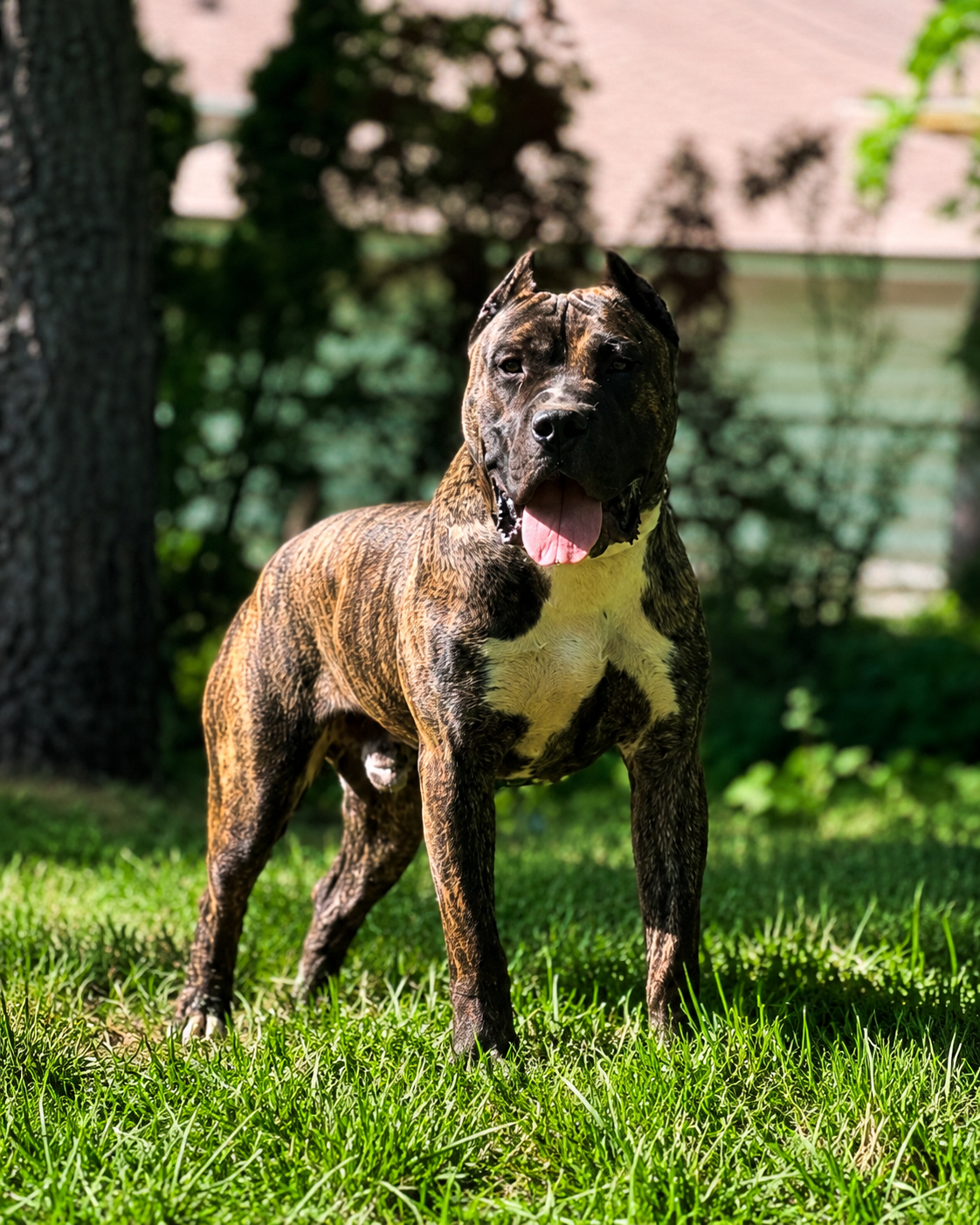 Presa Canario breed